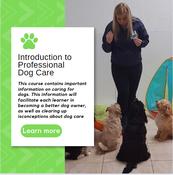 Introduction to Professional Dog Care Certificate