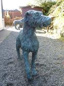 New Kid on the Block. Irish Wolfhound. image