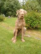 "Great Dane" Sculpture of a Great Dane dog. image