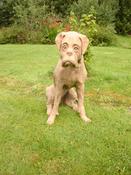 "The Boxer" Dog sculpture of a sitting boxer. image