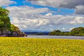 Lake's Jewels Lilies Blooming in Aquatic Splendor image