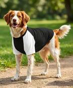 Dog’s raglan t-shirt image