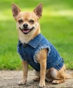 Dog’s denim jacket image