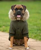 Dog’s parka jacket image
