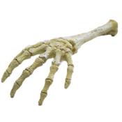 The Skeleton Hand Aquarium Ornament image