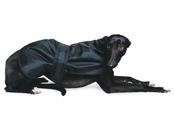 Ancol Muddy Paws Whippet Coat - Medium image