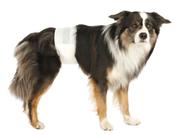 Trixie Male Dog Diapers - Medium/Large