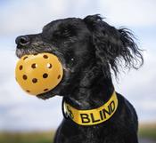 Trixie Blind &amp; Visually Impaired Dog Ball Toy image