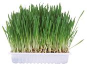 Trixie Small Animal Grass