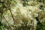 Meadowsweet