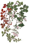 Bramble Limited Edition