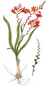 Monbretia Limited Edition