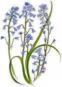 Bluebell Limited Edition image