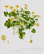 Celandine Limited Edition