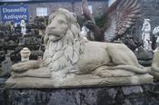 Lion image