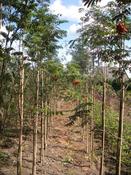 Native Tree Saplings Pack image