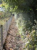 Native Hedging Mix