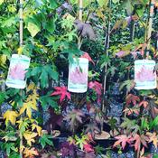 Liquidambar Worplesdon image