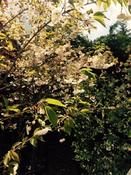 Mount Fuji Cherry (Prunus Shirotae)