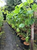 Foxglove Tree (Paulownia Tomentosa)