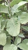 Whitebeam Tree - Sorbus Aria Lutescens image