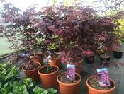 Japanese Maple / Acer Bloodgood image