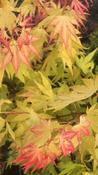 Japanese Maple - Acer Orange Dream