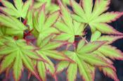 Japanese Maple / Acer Sangokaku