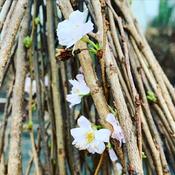 Winter Flowering Cherry (Prunus Autumnalis Rosea)