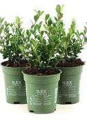 Ilex Crenata 'Holly Box'