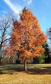Dawn Redwood (Metasequoia Glyptrostroboides)