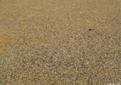 Beach Friday Freebie