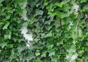Ivy Wall Friday Freebie