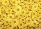 Yellow Flowers Friday Freebie
