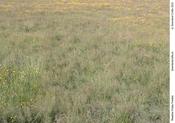 Meadow Friday Freebie