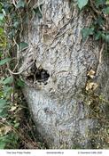 Tree Cave Friday Freebie