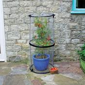 Haxnicks Pop-Up Tomato Cloche - D Plant Horticulture