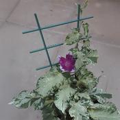 Plant Trellis - D Plant Horticulture