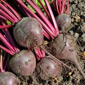 Beetroot - Globe 2 - D Plant Horticulture image
