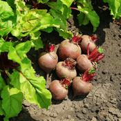 Beetroot - Boltardy - D Plant Horticulture image