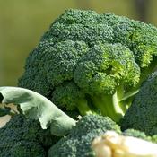 Broccoli - Calabrese Green Magic F1 - D Plant Horticulture image
