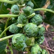 Brussels Sprout - Brenden F1 - D Plant Horticulture