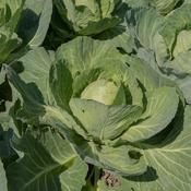 Cabbage - Golden Acre Primo - D Plant Horticulture image