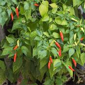 Chilli Pepper - Apache F1 - D Plant Horticulture image