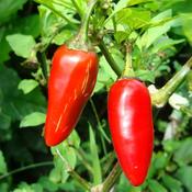 Chilli Pepper - Jalapeno - D Plant Horticulture image