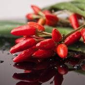 Chilli - Hot Thai - D Plant Horticulture