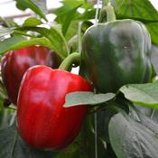 Sweet Pepper - California Wonder - D Plant Horticulture image