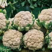 Cauliflower - All The Year Round - D Plant Horticulture image