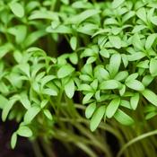 Cress - Curled - D Plant Horticulture image