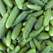 Cucumber - Marketmore - D Plant Horticulture image